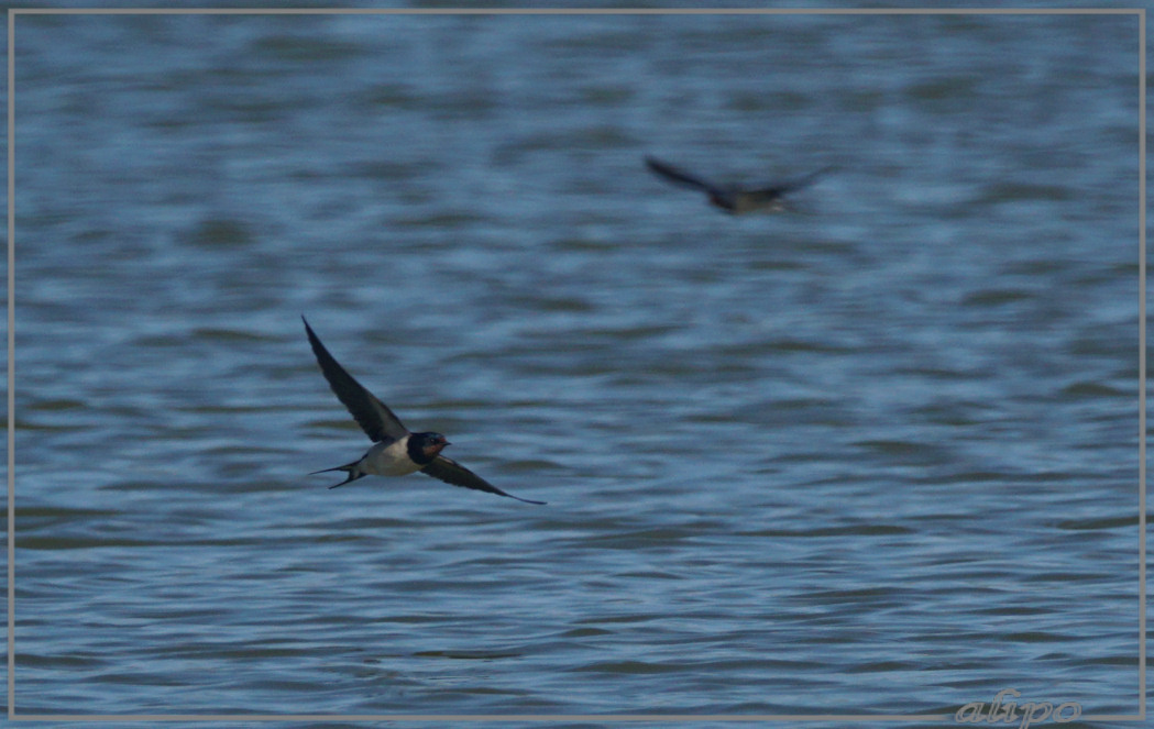 20150507_1618boerenzwaluw_Kennemermeer (3) Sony A77ii 400mm