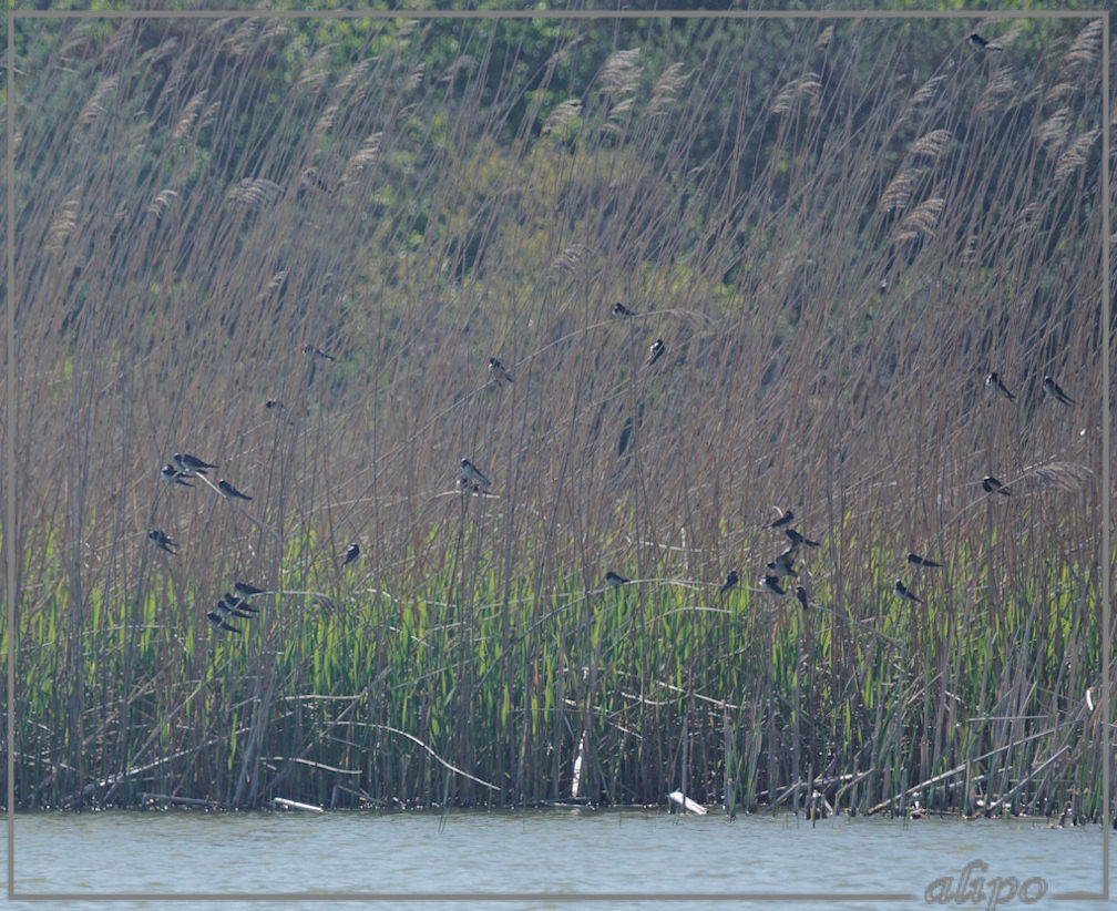 20150507_1700boerenzwaluwen_riet_Kennemermeer (5)