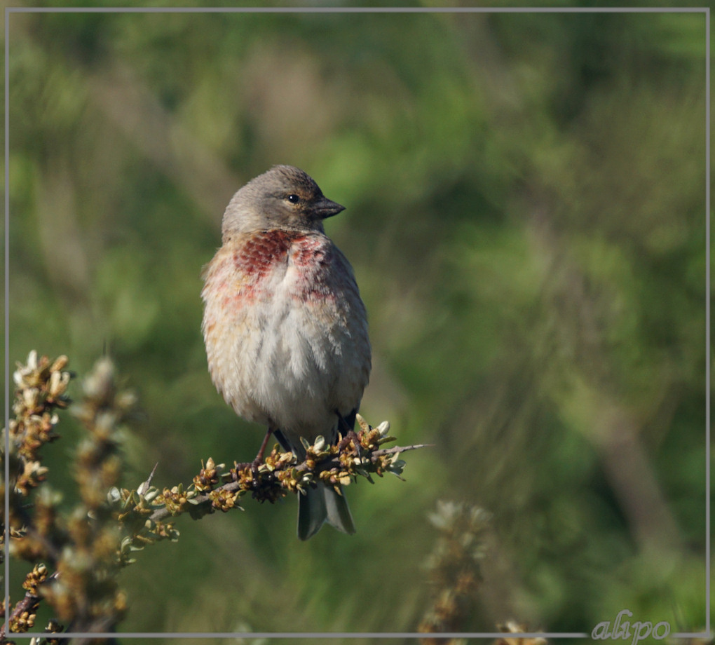 20150507_1736kneu_Kennemermeer (5)