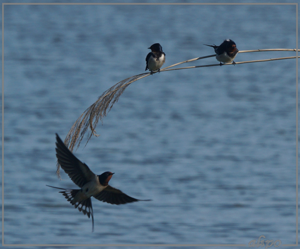 20150507_1758boerenzwaluwen_riet_Kennemermeer (3)