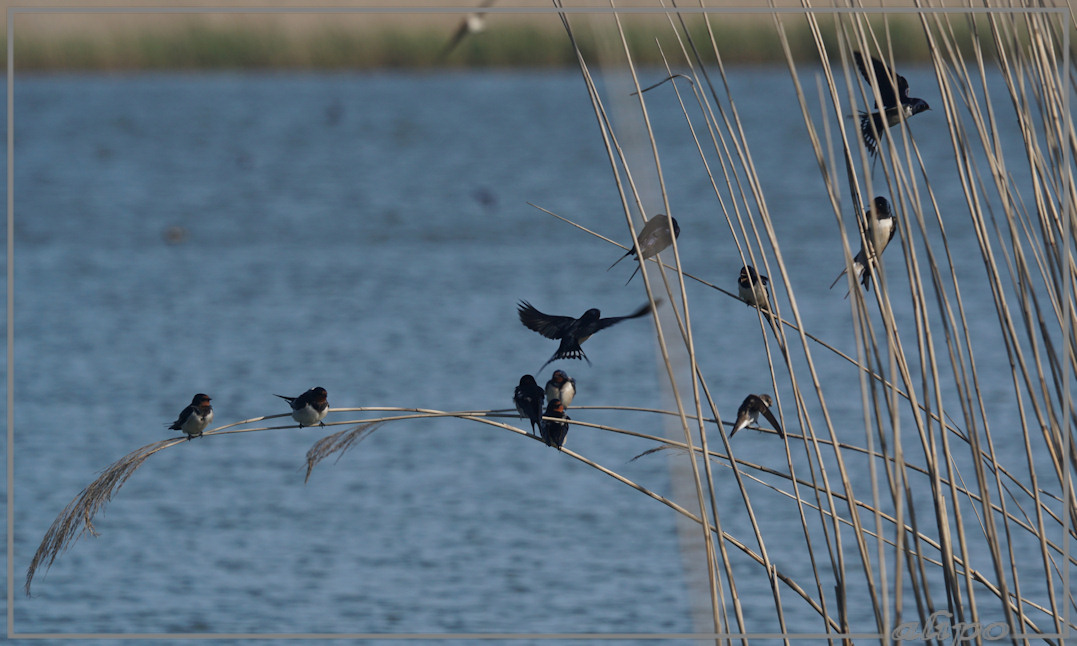 20150507_1758boerenzwaluwen_riet_Kennemermeer (5)