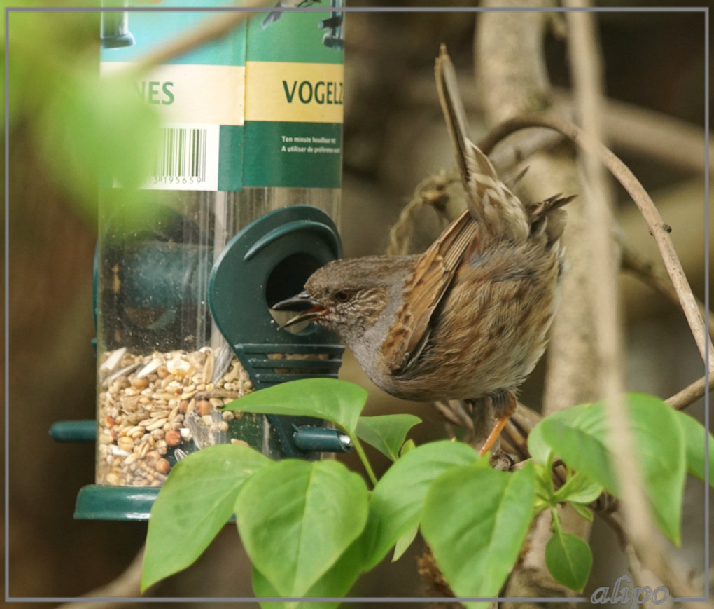 20150508_1310heggenmus_tuin (6) Sony A77ii 400mm