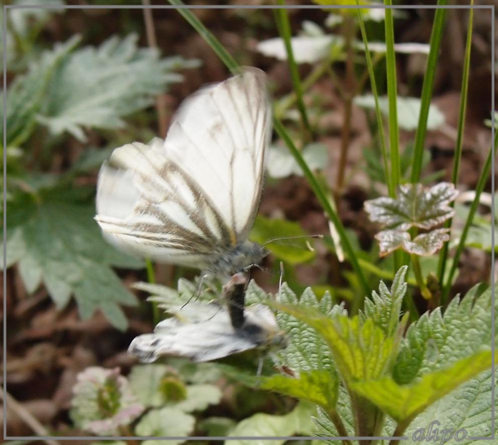 Geaderde witjes