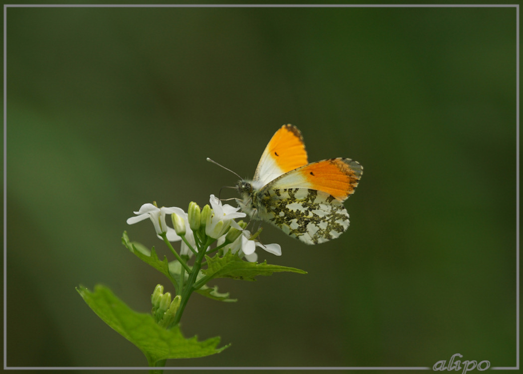 20150508_1657oranjetipje_Vossendel (9) Sony A77ii 400mm