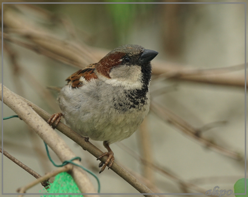 20150510_1217mannenmus_tuin Sony A77ii 400mm