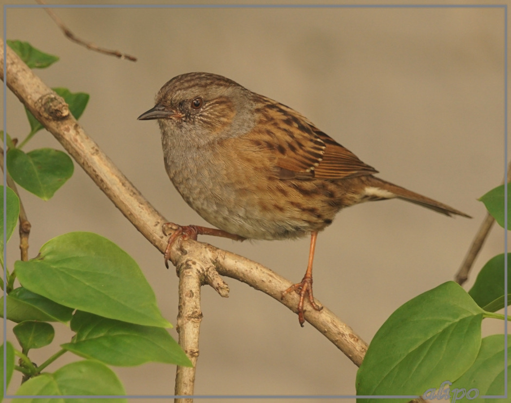 20150510_1418heggenmus_tuin (12)