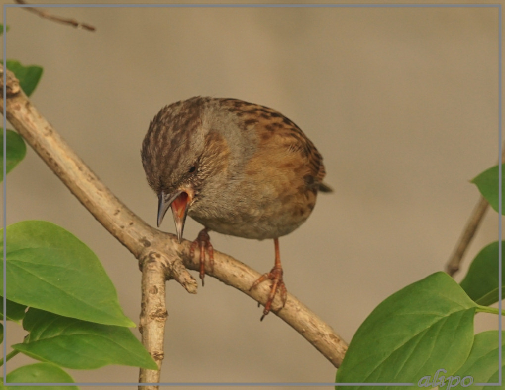 20150510_1418heggenmus_tuin (9)