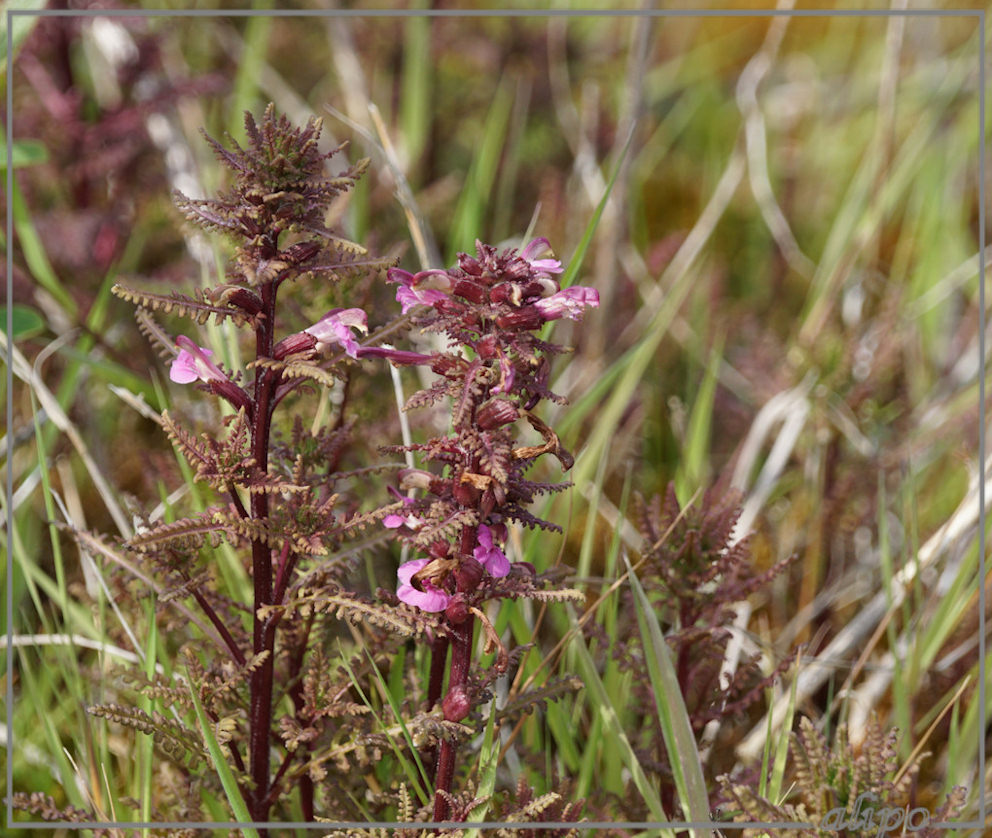 20150510_1549moeraskartelblad_Kennemermeer2