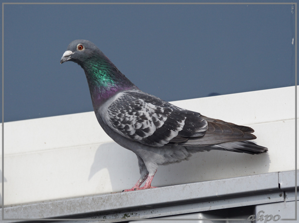 20150510_1724sierduiven_Hefnerstraat (10)