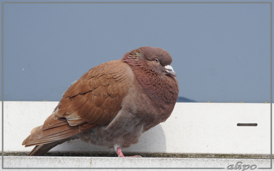 20150510_1724sierduiven_Hefnerstraat (15)