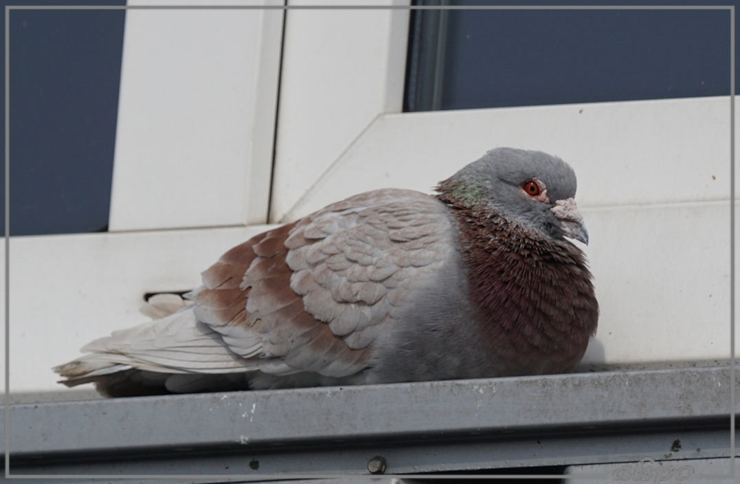 20150510_1724sierduiven_Hefnerstraat (6)