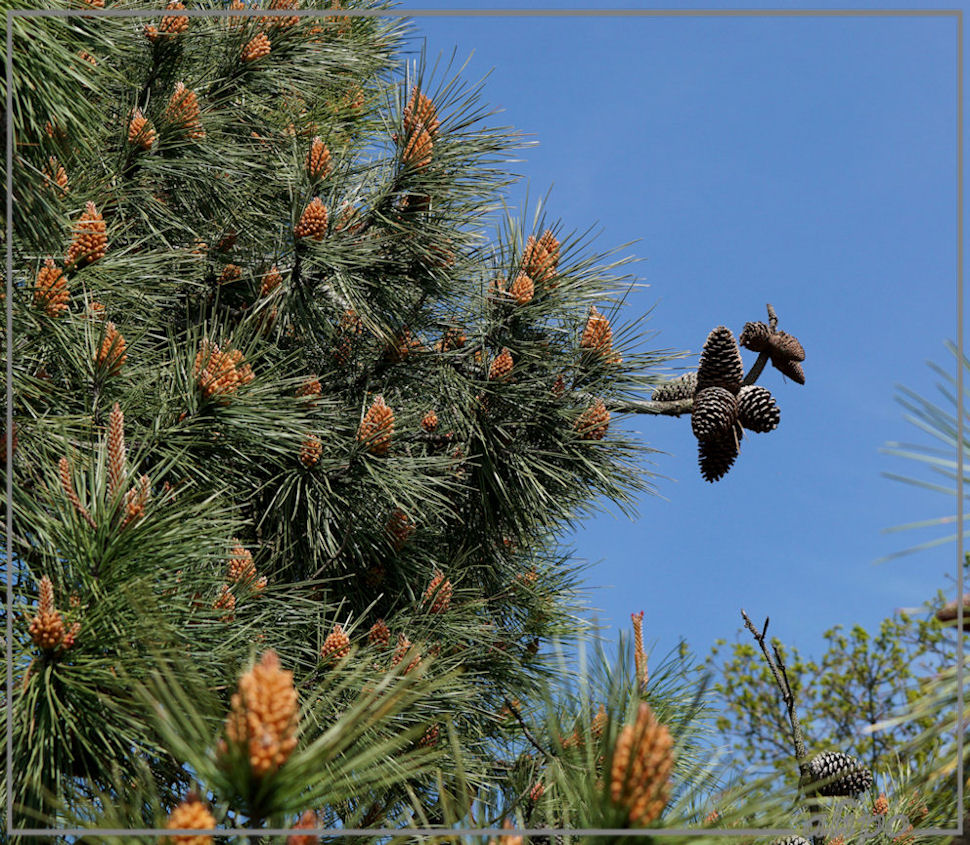 20150511_1327zeeden_Herenduinen4