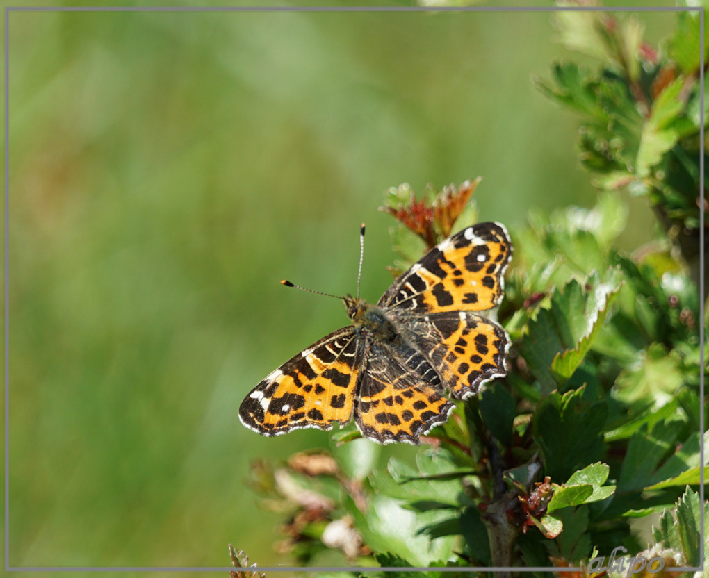 20150511_1416landkaartje_Herenduinen (6)