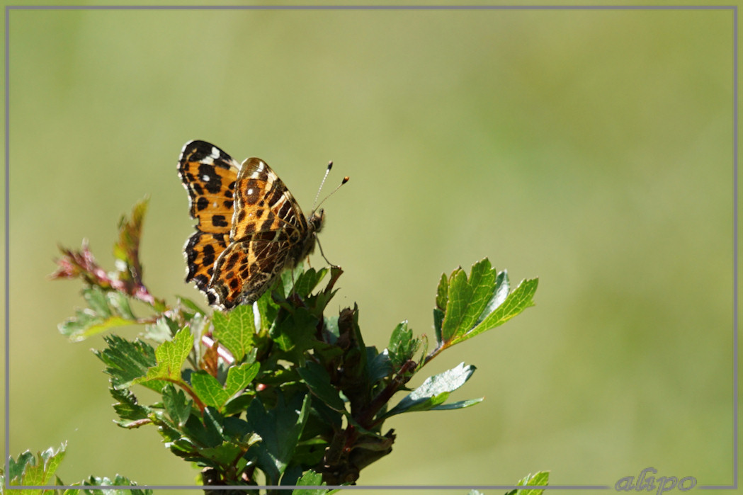 20150511_1416landkaartje_Herenduinen (9)