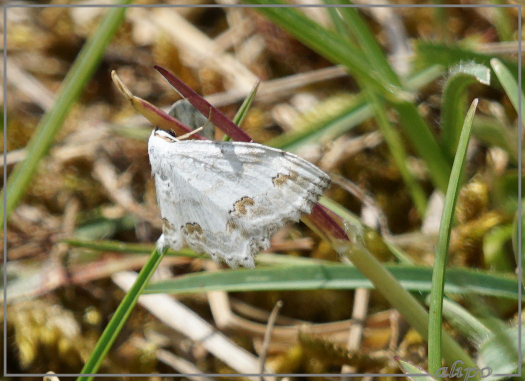 20150511_1459kantstipspanner_Herenduinen3