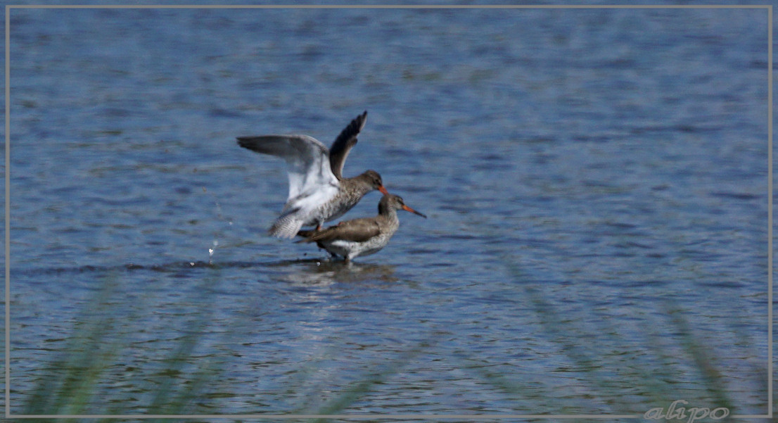 20150515_1613tureluurs_copula_Gruijterslandje2 Sony A77ii 400mm