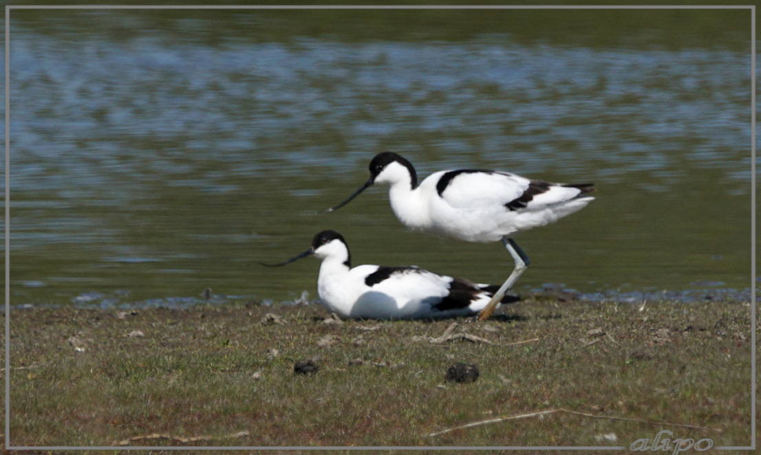 20150515_1617kluten_Gruijterslandje (5)