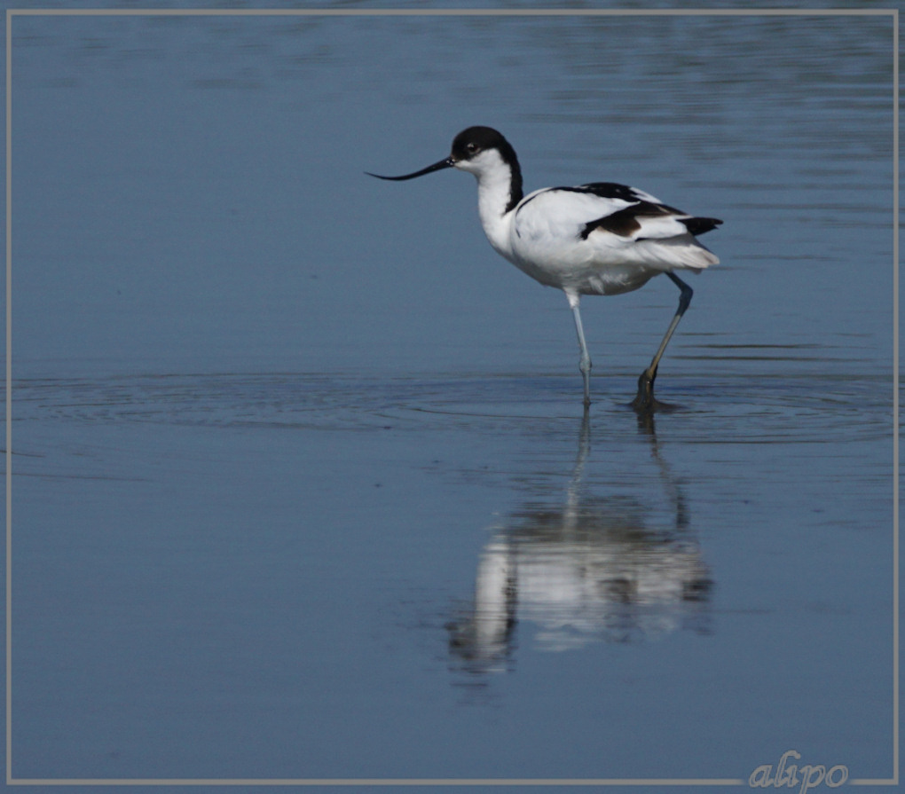 20150515_1629kluut_Gruijterslandje