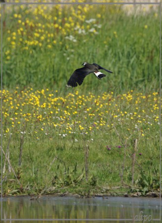 20150515_1634vliegende_kievit_Gruijterslandje (1)