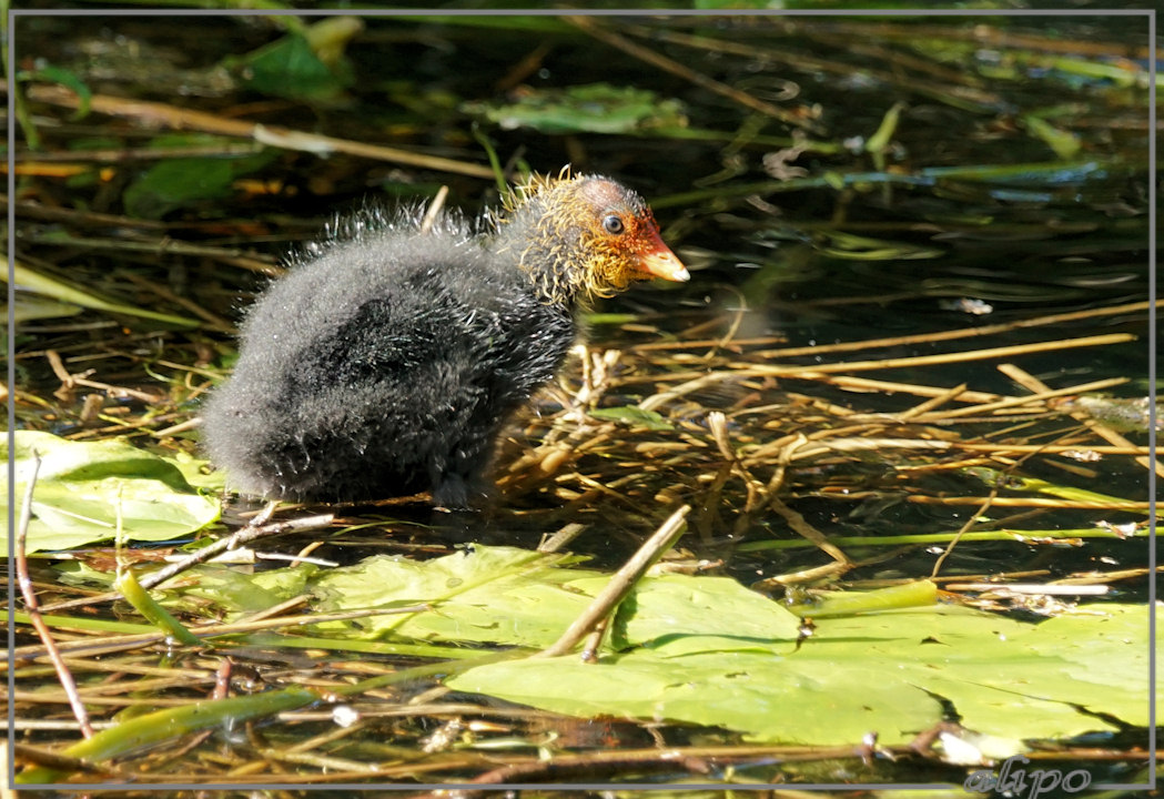 20150515_1753meerkoeten_kleintje_Schoonenberg (5)