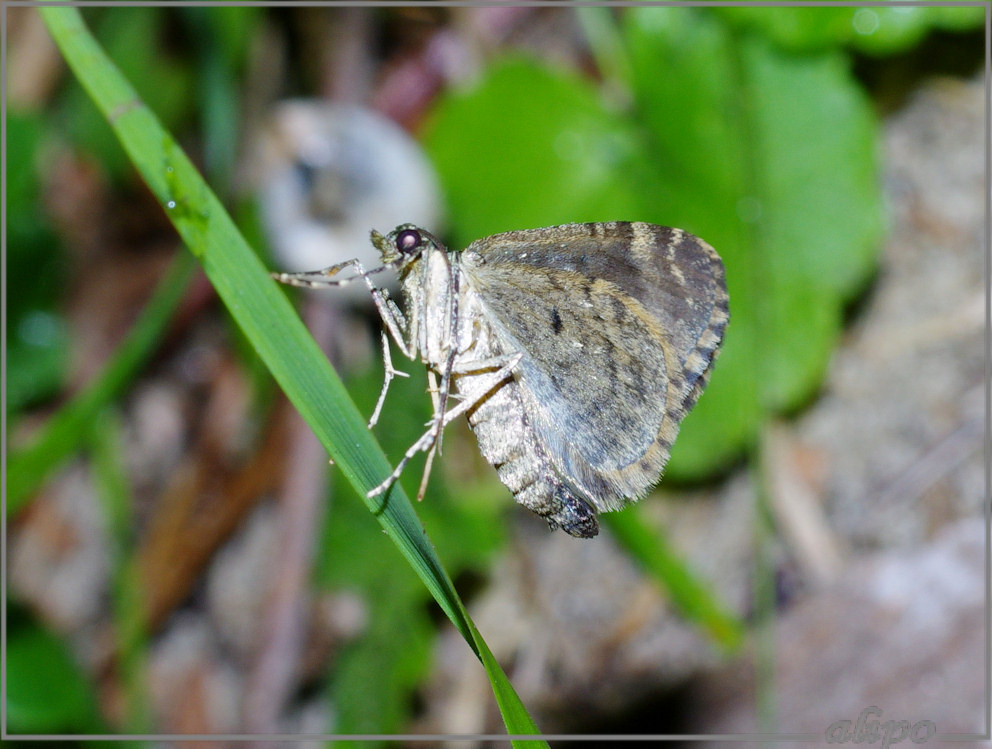 20150911_2219papegaaitje_Kennemerduinen