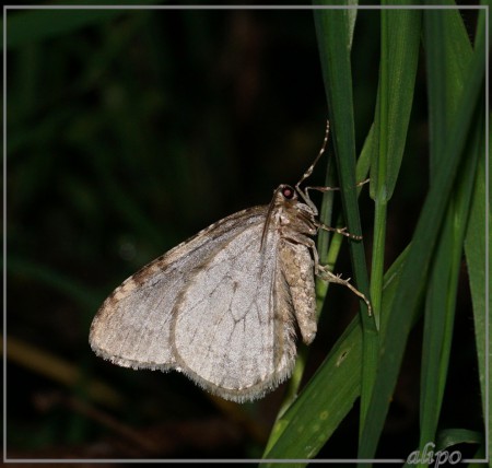 20151023_2223herfstspanner_nachtvlinders_Kennemerduinen