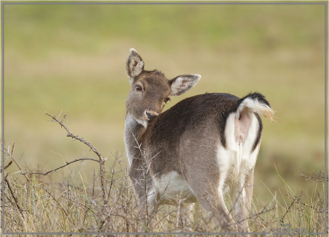 20151207_1413hert_AWD Sony A77ii 400mm