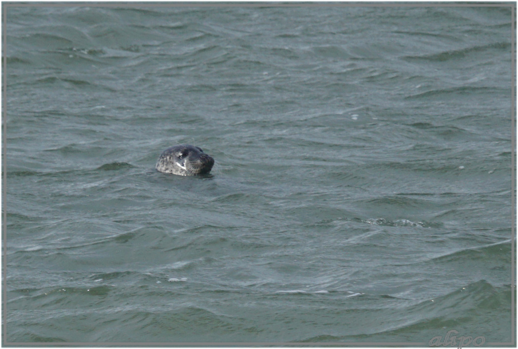 20160112_1213zeehond_pier Sony A77ii 400mm