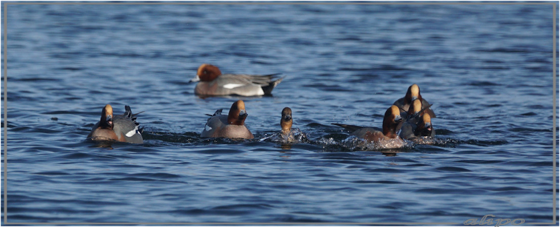 20160123_1449smienten_Westhofplas (3)