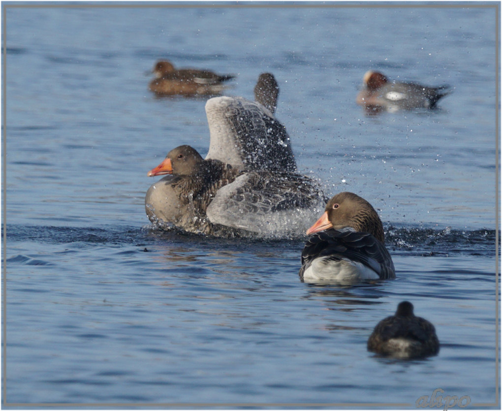 20160123_1452wilde_ganzen_Westhofplas