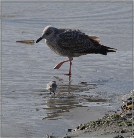 20160215_1331zilvermeeuwen_drieteenstrandloper_strand_pier Sony A77ii 400mm