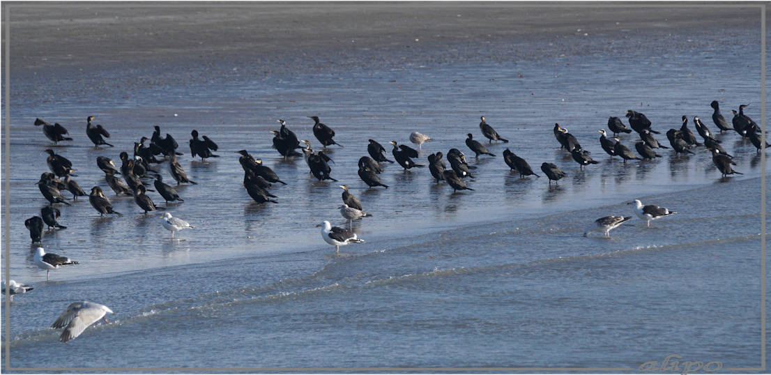 20160215_1446aalscholvers_strand_pier2