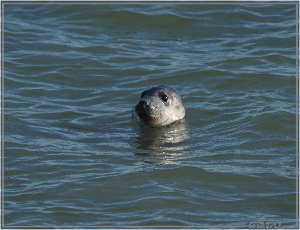 20160216_1513zeehond_pier2