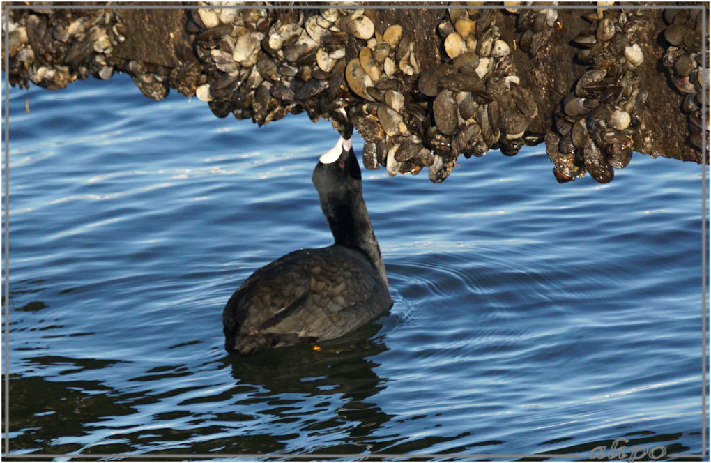 20160216_1608meerkoet_eet_mossels_pier (7)