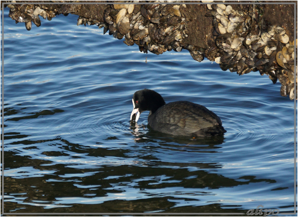 20160216_1610meerkoet_eet_mossels_pier2