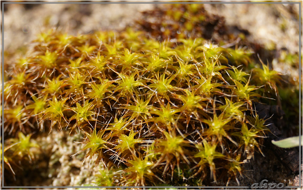 20160303_1520duinsterretje_Herenduinen Sony A77ii 18-55mm