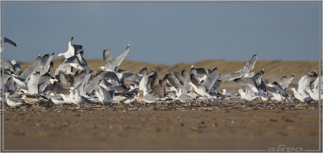 20160303_1658meeuwen_Amerikaanse_zwaardschedes_strand_Duin_en_Kruidberg (1)