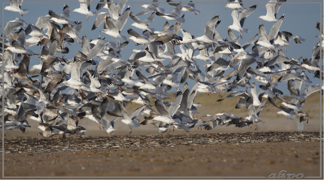 20160303_1658meeuwen_Amerikaanse_zwaardschedes_strand_Duin_en_Kruidberg (2)