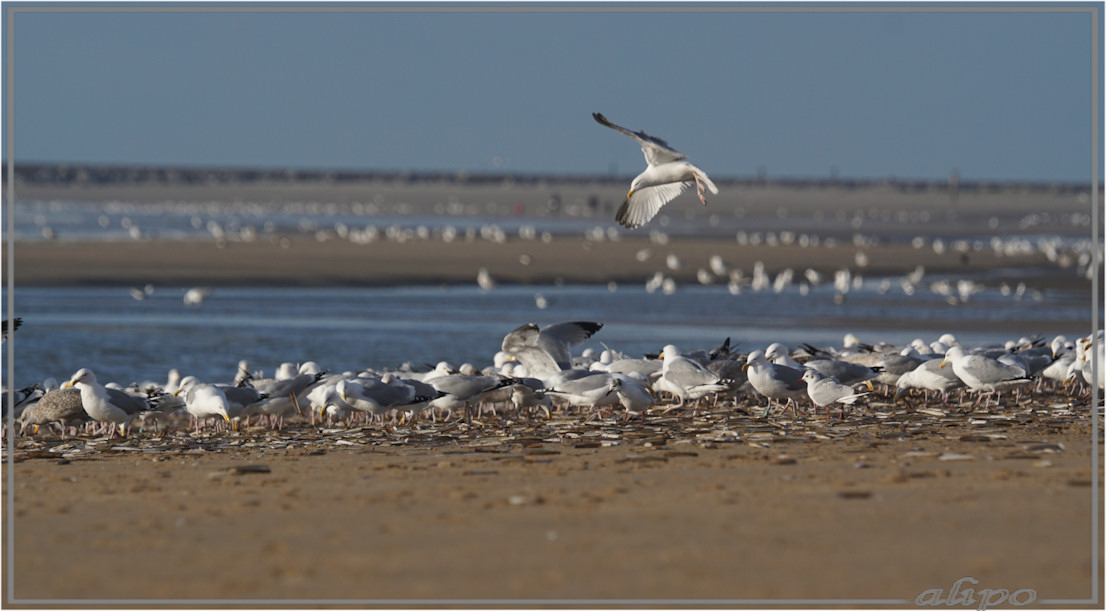 20160303_1658meeuwen_Amerikaanse_zwaardschedes_strand_Duin_en_Kruidberg (20)