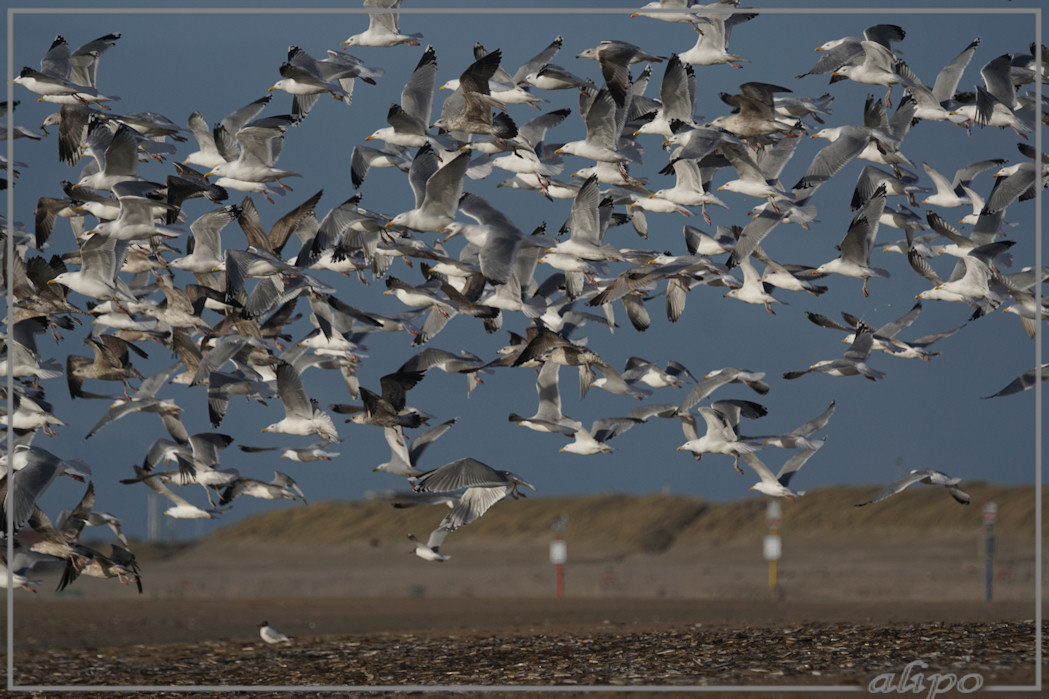 20160303_1658meeuwen_Amerikaanse_zwaardschedes_strand_Duin_en_Kruidberg (3)