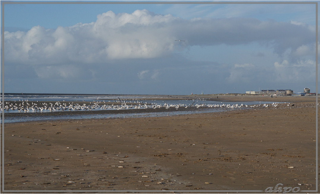 20160303_1658meeuwen_Amerikaanse_zwaardschedes_strand_Duin_en_Kruidberg (8)