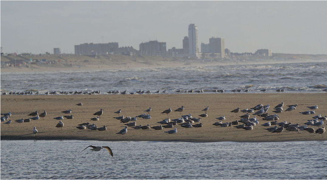 20160303_1704meeuwen_Zandvoort_strand_Duin_en_Kruidberg3