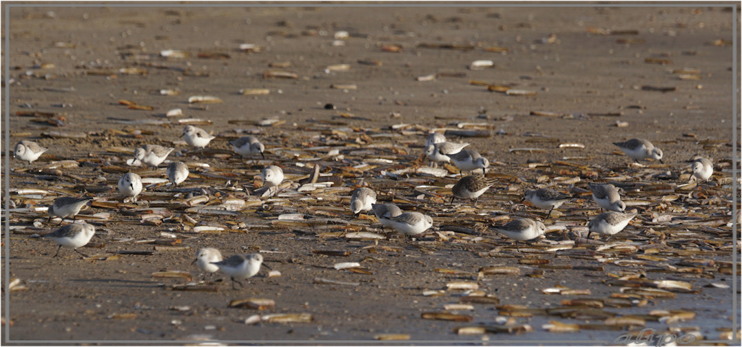 20160303_1705drieteenstrandlopers_strand_Duin_en_Kruidberg (5)