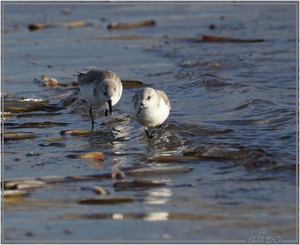 20160303_1705drieteenstrandlopers_strand_Duin_en_Kruidberg (8)