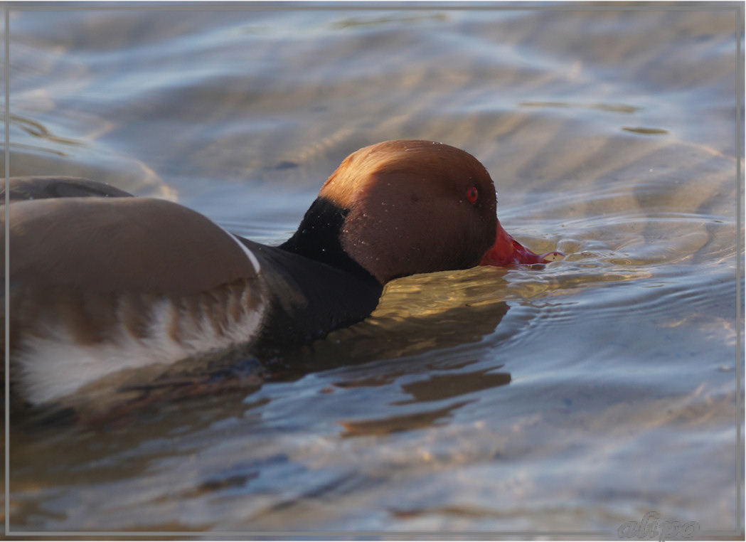 20160305_1639krooneend_Oosterplas_duinen (29)