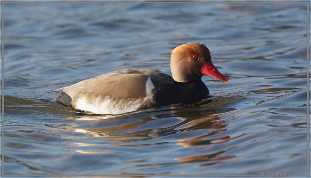 20160305_1639krooneend_Oosterplas_duinen (42)