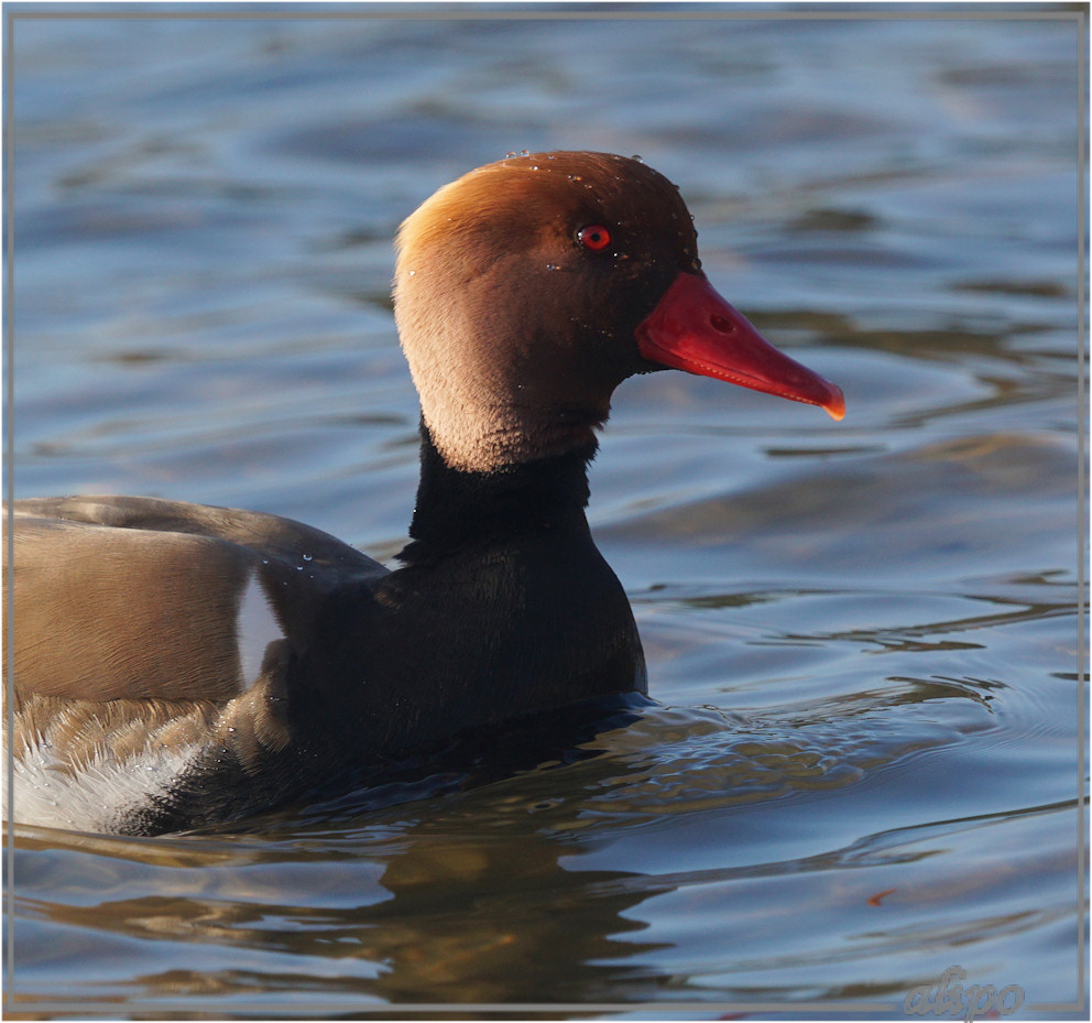 20160305_1639krooneend_Oosterplas_duinen (43)