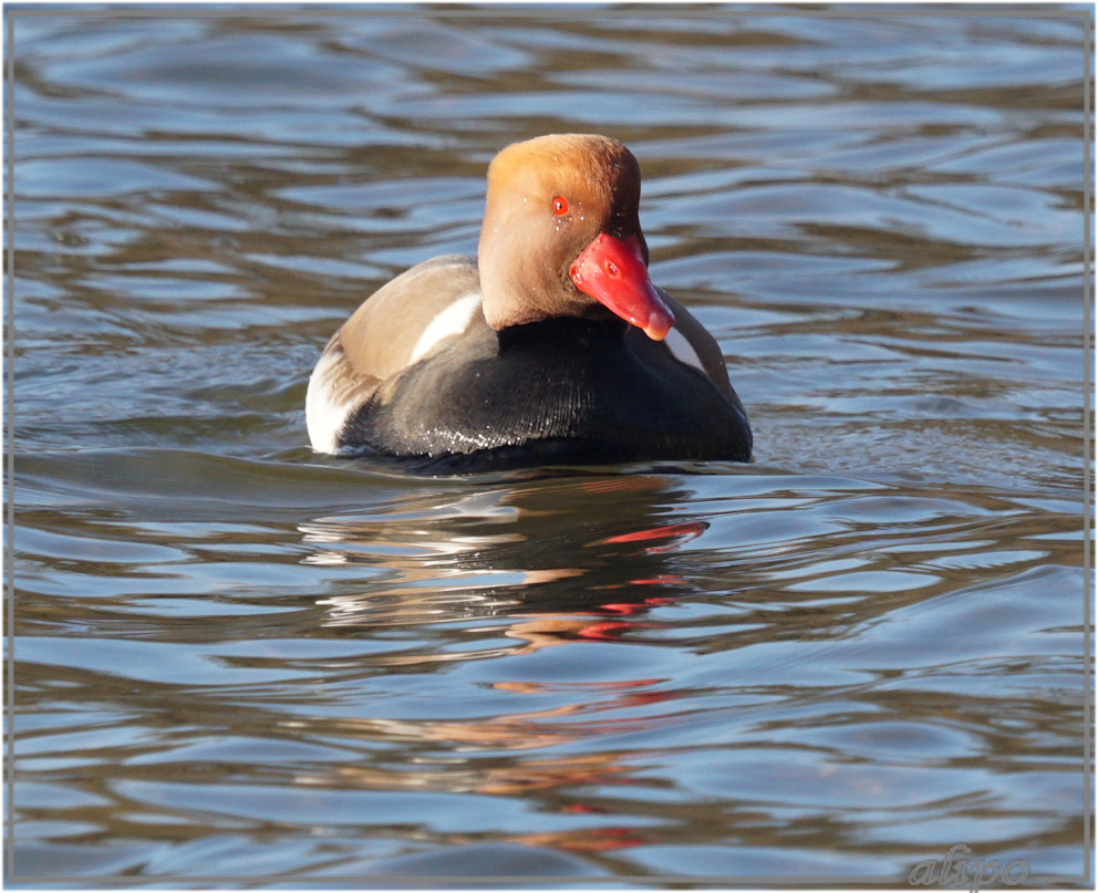 20160305_1649krooneend_Oosterplas_duinen (12)