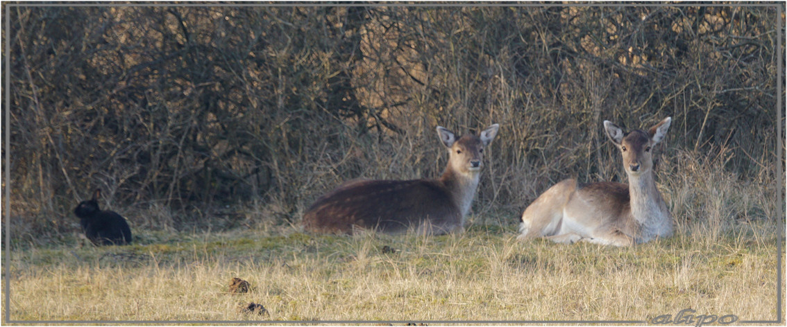 20160305_1715zwart_konijn_damherten_duinen