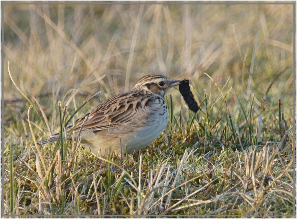 20160305_1736boomleeuwerik_duinen (14)